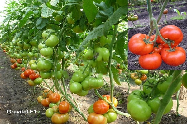 gravedad de tomate
