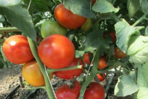 Descripción de la variedad de tomate Gravity, características de cultivo y cuidado.