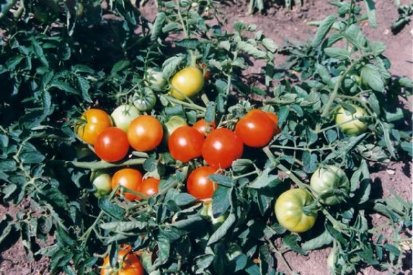 Tomatengrotte