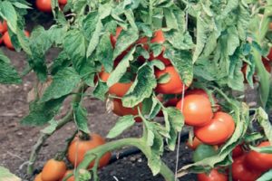 Descripción de la variedad de tomate Grotto, sus características y cuidados