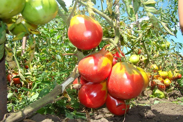 tomat Ivan Kupala