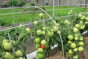 Beskrivning av tomatsorten Cypress, dess egenskaper och utbyte
