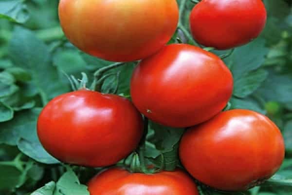 suuret tomaatit