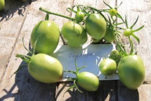 Descripción de la variedad de tomate Trump, características de cultivo y cuidado.