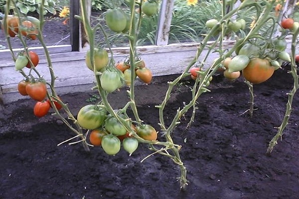 čerstvé paradajky