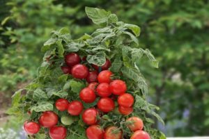 Popis odrůdy rajčat Lukaško na okně, její pěstování