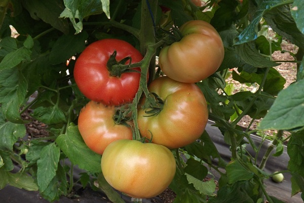 pomidoras Lvovičius