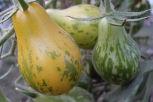 Descripción de la variedad de tomate Michael Pollan, características de cultivo y cuidados
