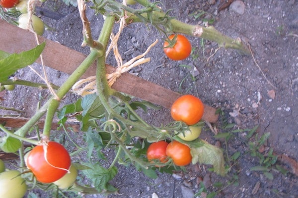 tomatsorter