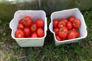 Beskrivning av tomatsorten Malika, funktioner för odling och vård