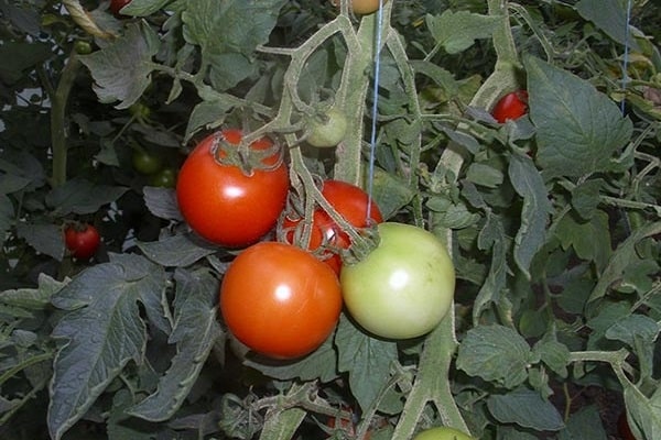 pomidorų malik