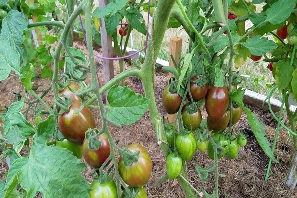 rendimiento de tomate