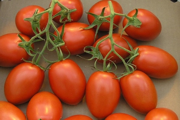 tomaat marianne
