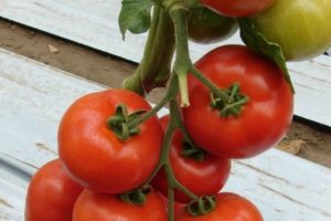 Beschrijving van het tomatenras Micah, zijn kenmerken en opbrengst