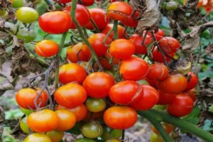 Mô tả về giống cà chua Niềm vui của tôi, đặc điểm trồng và chăm sóc