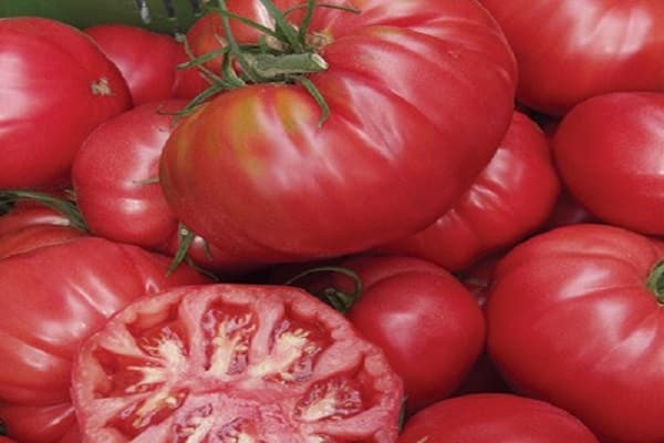 novosibirskin tomaatti