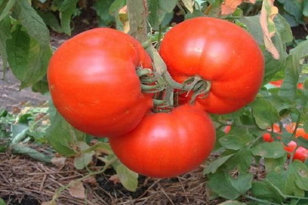 Tomaten Perun