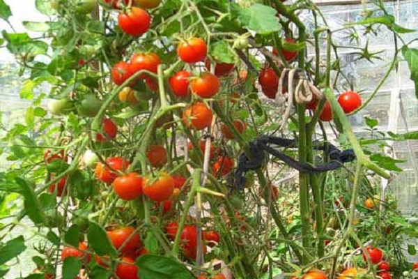 Pomidoras Peterhofas
