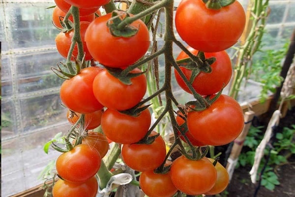 vidutinio dydžio pomidorai