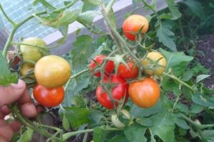 Pomidorų veislės Peterhof aprašymas, auginimas ir priežiūra