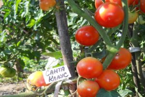 Pomidorų veislės „Kalėdų Senelis“, auginančio ir juo besirūpinančio, aprašymas