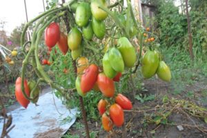 Beskrivelse af tomatsorten Northern Beauty, dens dyrkning og pleje