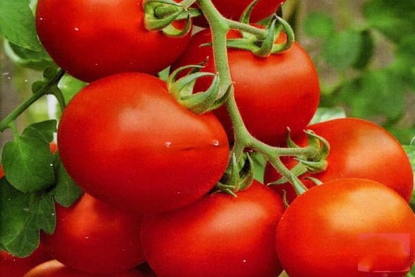 tomato express