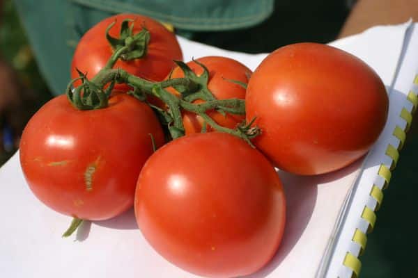 Aussehen der Tomate Ost