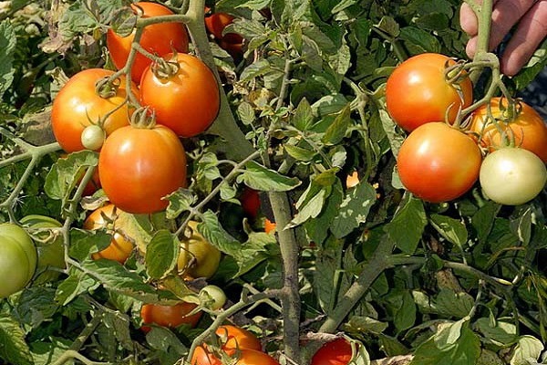 rajčatová shiva