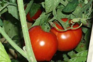 Descripción de la variedad de tomate Shiva f1, sus características y rendimiento.