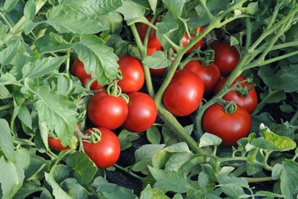 nông dân cà chua