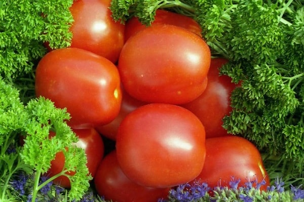 Beskrivning av tomatsorten Stanichnik, funktioner för odling och vård