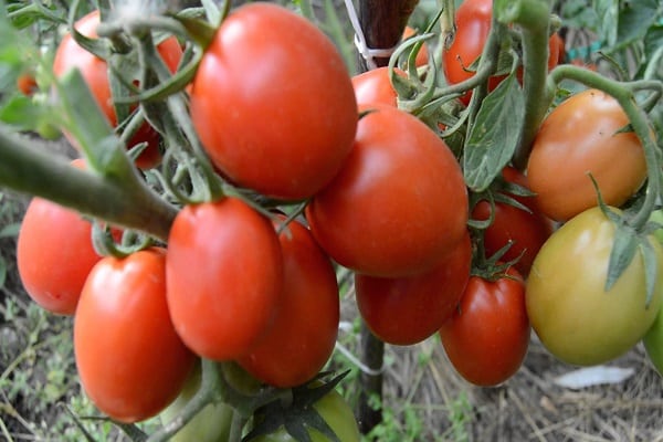 espacios en blanco de tomates