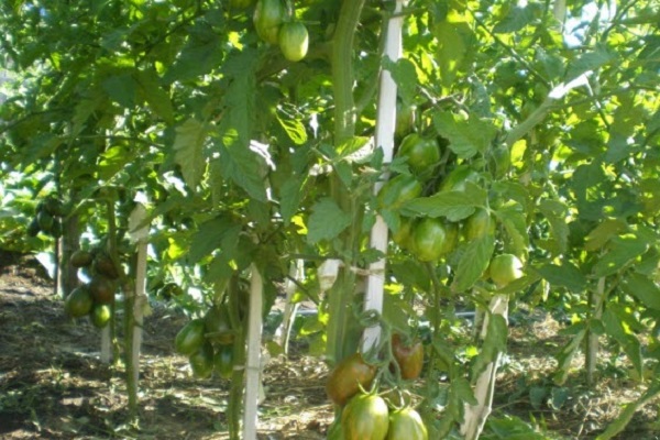 pomodori acerbi