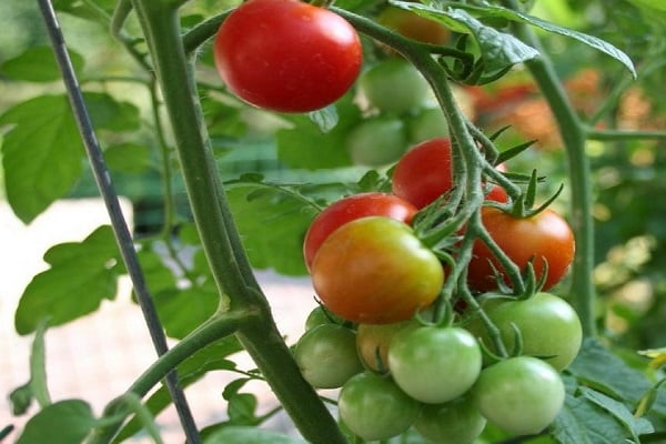 tomates para ensalada