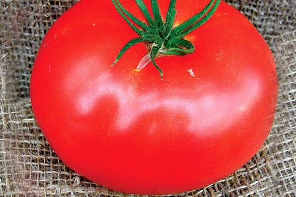 tomat ess