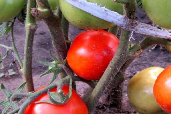 lätt ribbad tomat