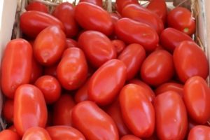 Pomidorų veislės „Ulysse“ aprašymas, auginimo ir priežiūros ypatybės