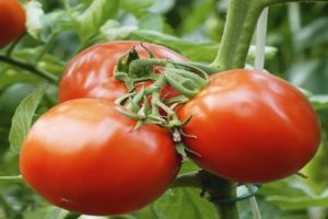 Opis odrody paradajok Jar f1, odporúčania pre pestovanie a starostlivosť