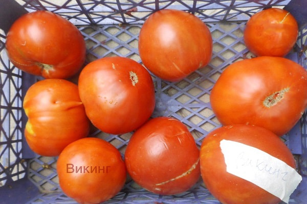 isveç domatesi