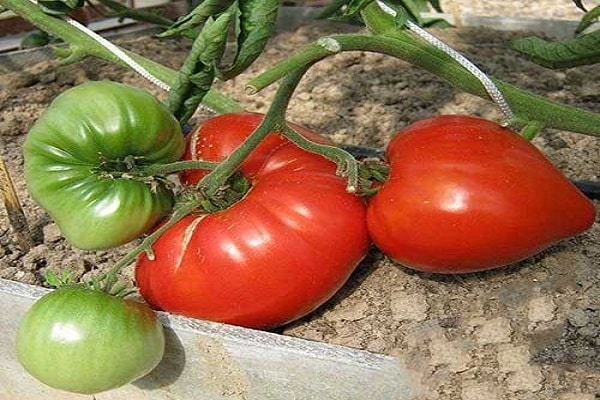 paradajky dozrievajú
