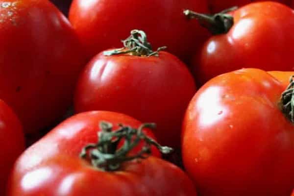 pestovali paradajky