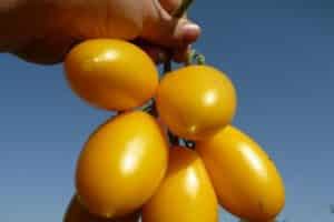 Περιγραφή της ποικιλίας της ντομάτας Golden Brush, χαρακτηριστικά καλλιέργειας και φροντίδας