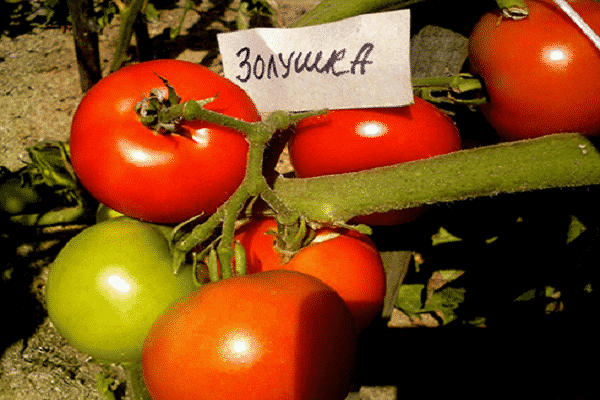 paradajka Popoluška