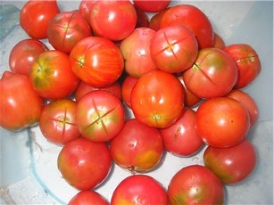 la aparición de un tomate de granja colectiva