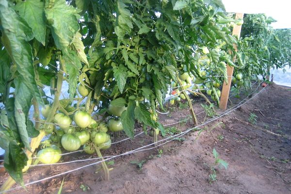 arbustos de tomate rosa de Crimea