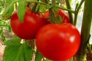 Tomaattilajikkeen Brother 2 f1 kuvaus, viljely ja sato