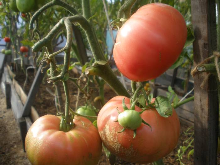 pomidorų krūmas Barmaley