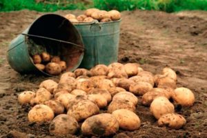 Hoe de aardappelopbrengst verhogen van 1 hectare in de moestuin?