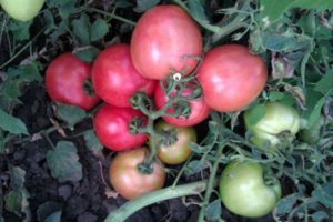 Descripción de la variedad de tomate Pink Angel, características de cultivo y cuidado.